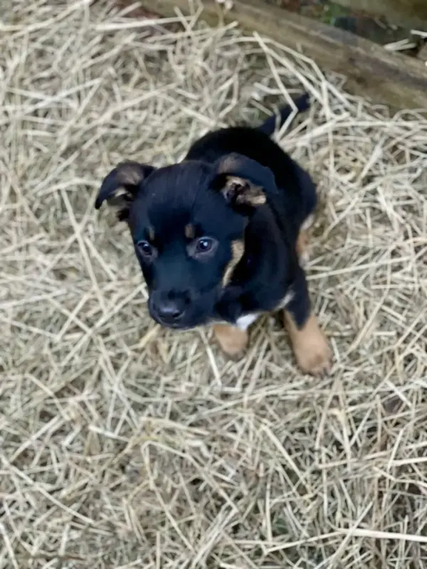 Собаке Шоколапке нужна семья - Вся Беларусь - 233826 - Доска объявлений Kupika.by - Фото 4