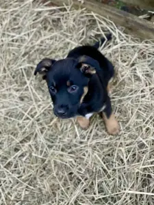 Собаке Шоколапке нужна семья