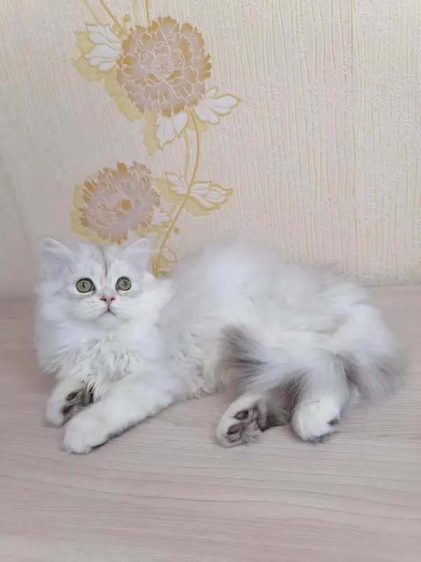 Британский длинношёрстный - Вся Беларусь - 233390 - Доска объявлений Kupika.by - Фото 4