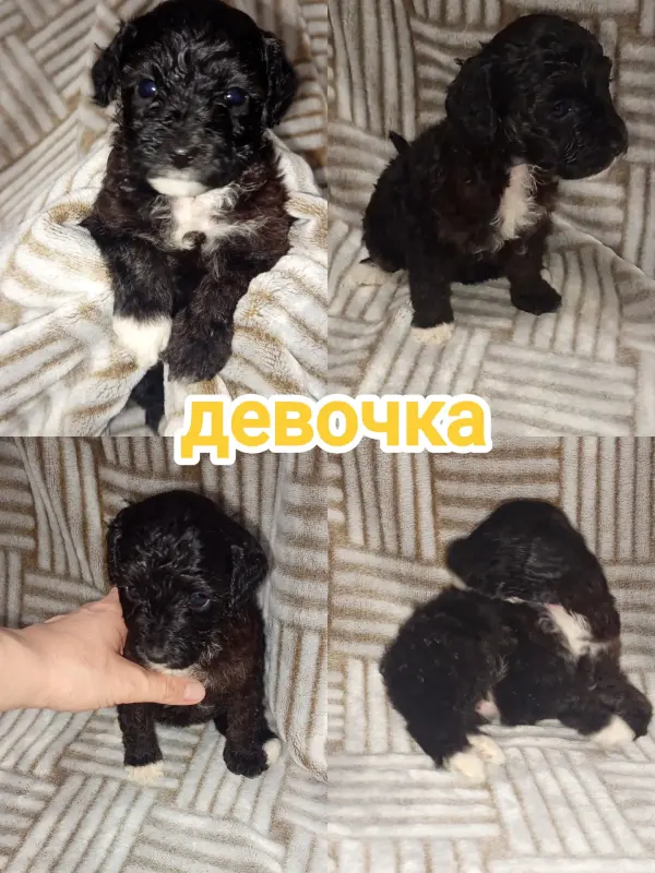 Щенки карликового пуделя (мальчики и девочка) - Вся Беларусь - 232239 - Доска объявлений Kupika.by - Фото 2