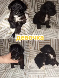 Щенки карликового пуделя (мальчики и девочка)