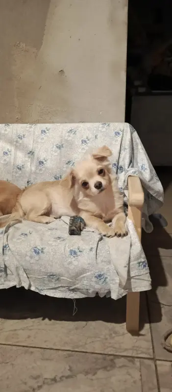 Собаки - Чихуахуа - Вся Беларусь Чихуахуа - Вся Беларусь - 234038 - Доска объявлений Kupika.by