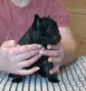 Щенки французского бульдога - Вся Беларусь - 233530 - Доска объявлений Kupika.by - Фото 5