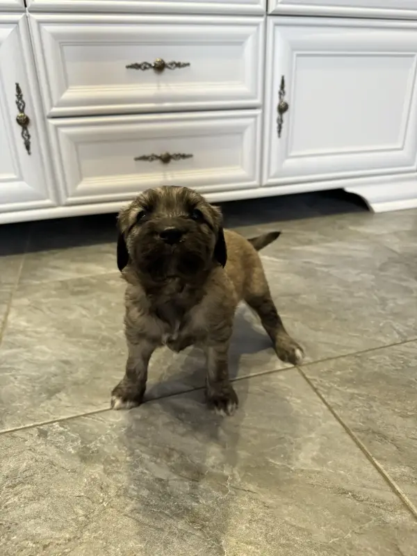 Щенки - Вся Беларусь - 233599 - Доска объявлений Kupika.by - Фото 4