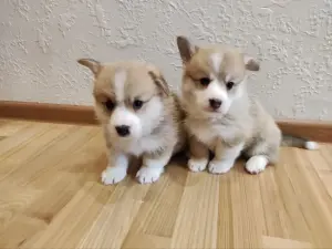 Щенки корги