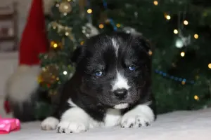 Домашние питомцы