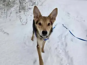 Собака Жучок ждет свою семью (в дар)