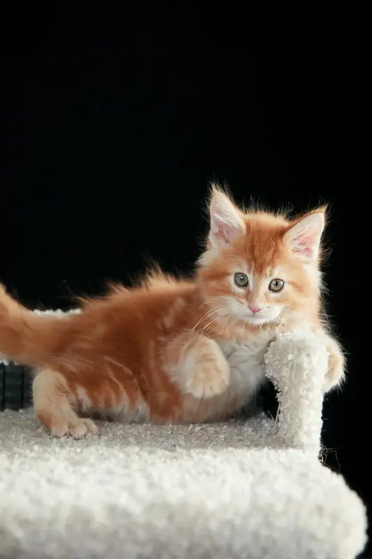 Девочка породы Мейн-кун - Вся Беларусь - 232150 - Доска объявлений Kupika.by - Фото 3