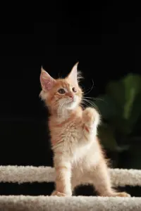 мальчик мейн-кун