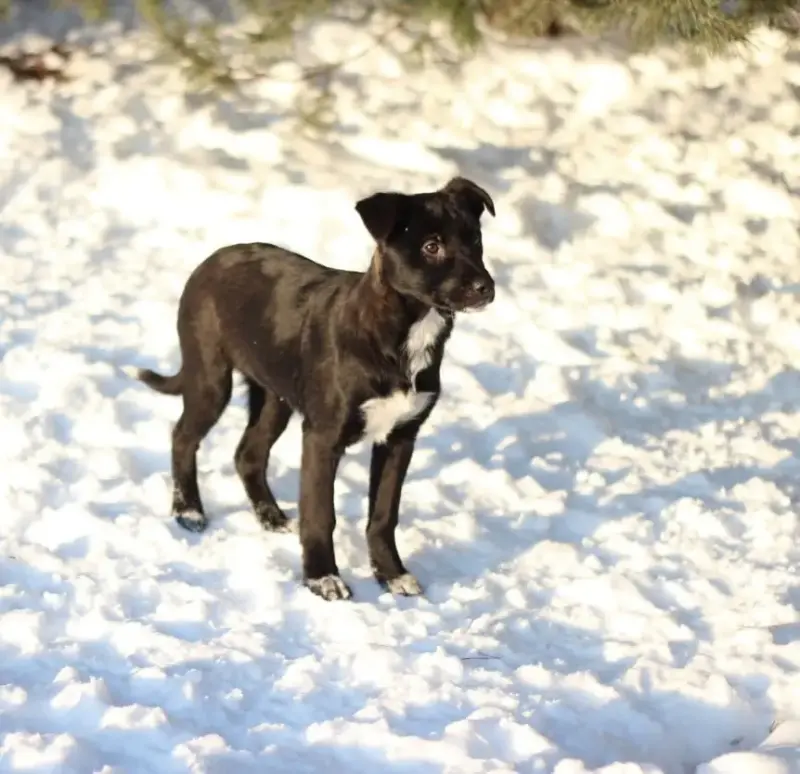 Собака Стрелочка ищет дом - Вся Беларусь - 233830 - Доска объявлений Kupika.by - Фото 2