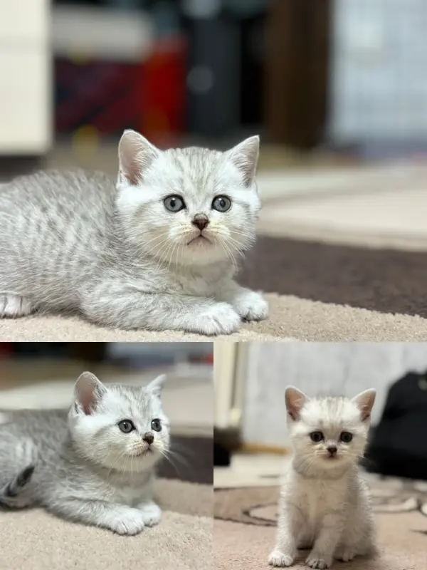 Продам шотландского котенка