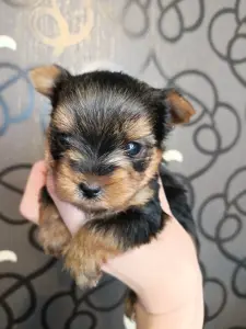 Щенки Йорка, йоркширский терьер