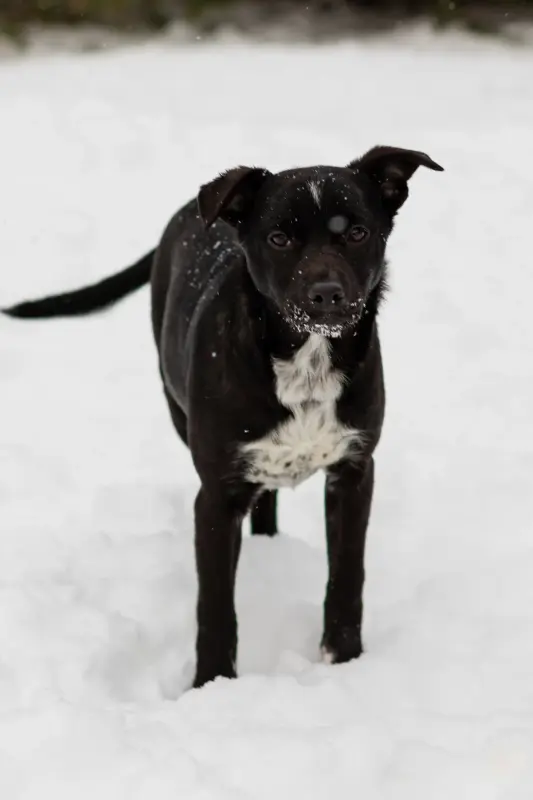 Собака Картошечка ищет дом - Уваровичи - 233835 - Доска объявлений Kupika.by - Фото 4