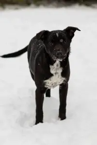 Собака Картошечка ищет дом