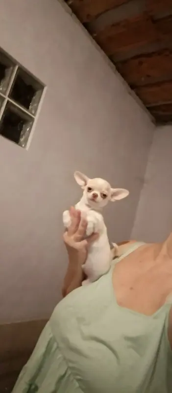 Собаки - Чихуахуа - Вся Беларусь - Фото 2 Чихуахуа - Вся Беларусь - 234037 - Доска объявлений Kupika.by - Фото 2