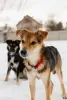 Собака Жучок ждет свою семью (в дар) - Вся Беларусь - 233825 - Доска объявлений Kupika.by