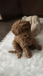 Щенок Той пуделя с родословной