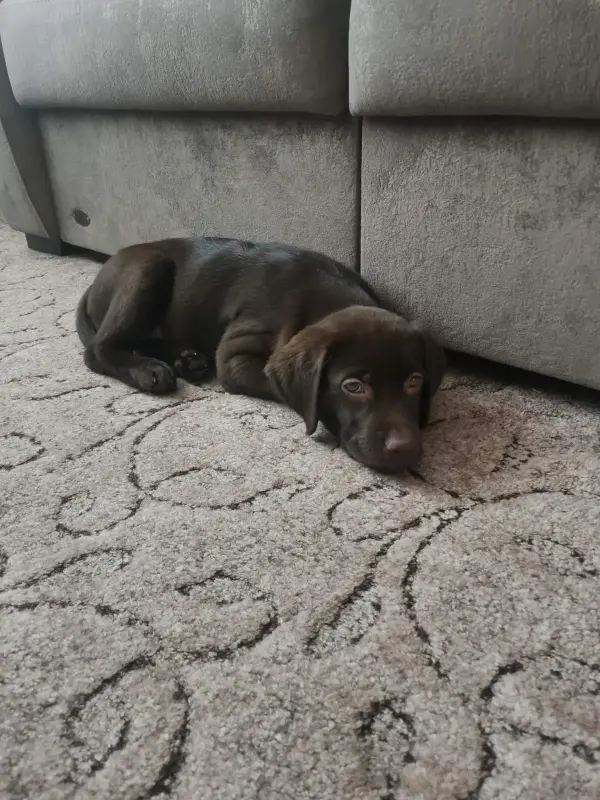 Щенок лабрадора