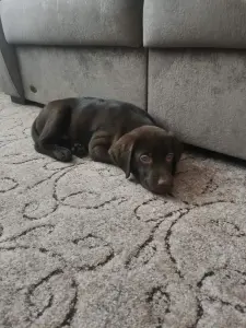 Щенок лабрадора