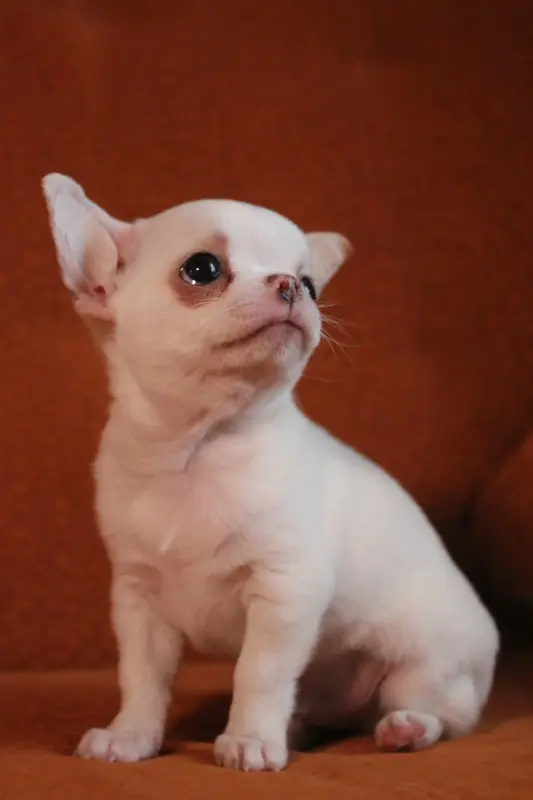 Собаки - Щенки чихуахуа - Бобруйск - Фото 6 Щенки чихуахуа - Бобруйск - 234321 - Доска объявлений Kupika.by - Фото 6