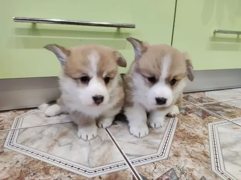 Продажа щенков корги - Нарочь - 234799 - Доска объявлений Kupika.by - Фото 3