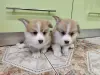Продажа щенков корги - Нарочь - 234799 - Доска объявлений Kupika.by - Фото 3