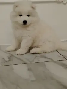 Щенки самоедской лайки