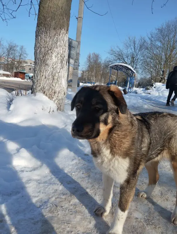 Собака девочка подросток