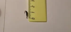 Клопик рыболовный