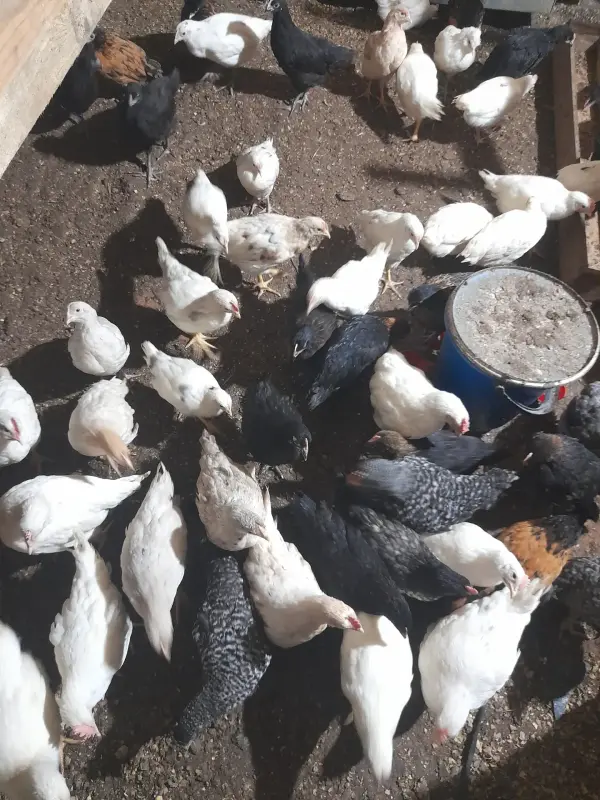 Продам кур несушек - Вся Беларусь - 232460 - Доска объявлений Kupika.by - Фото 3