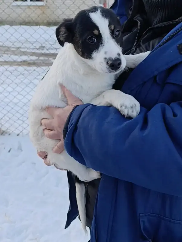 Щенки ищут дома Пружаны-Брест