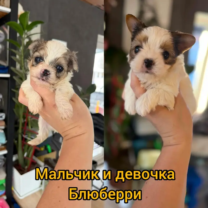 Щенки мини блюбери мальчик и девочка