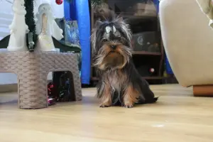 Йоркширский терьер.Мини 100%