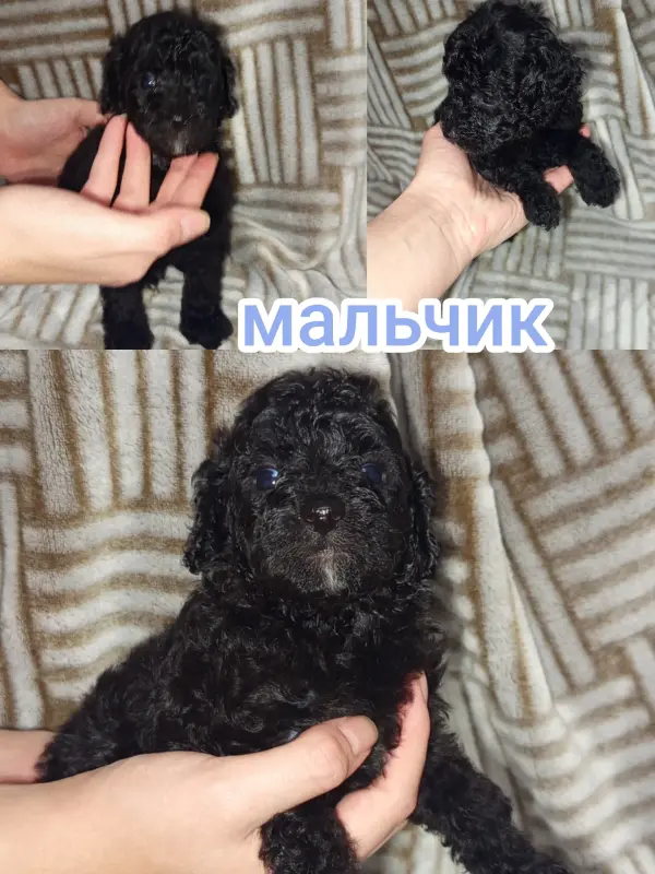 Щенки карликового пуделя (мальчики и девочка) - Вся Беларусь - 232239 - Доска объявлений Kupika.by - Фото 5