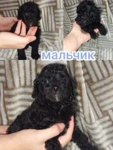 Щенки карликового пуделя (мальчики и девочка)
