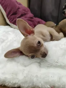 Мальчик чихуахуа красивого окраса