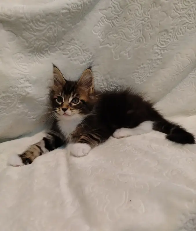 Котята мейн‑куна — маленькие аристократы ищут дом! - Вся Беларусь - 234535 - Доска объявлений Kupika.by - Фото 7