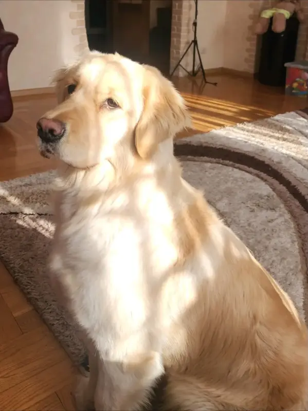 Щенки золотистого ретривера - Вся Беларусь - 233329 - Доска объявлений Kupika.by - Фото 5