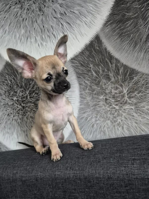 Щенок Мальчик чихуахуа