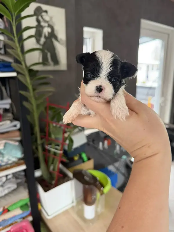 Собаки - Щенки бивер-йорка беби-фейс доставка по РБ - Вся Беларусь Щенки бивер-йорка беби-фейс доставка по РБ - Вся Беларусь - 233025 - Доска объявлений Kupika.by