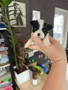 Щенки бивер-йорка беби-фейс доставка по РБ