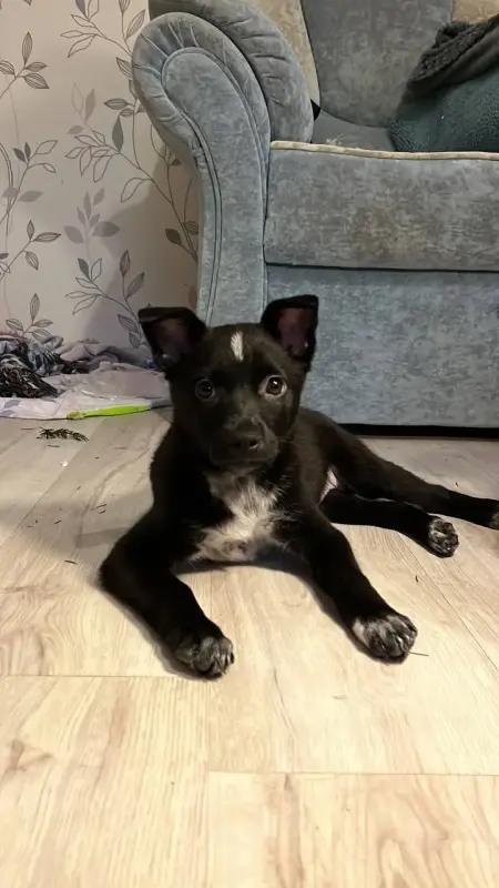 Собака Картошечка ищет дом - Вся Беларусь - 233835 - Доска объявлений Kupika.by - Фото 2