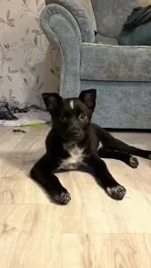 Собака Картошечка ищет дом