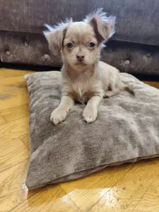 Мальчик чихуахуа красивого окраса