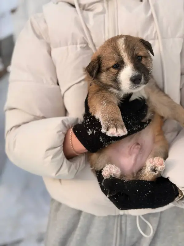 Щенки, щенок в дар! - Вся Беларусь - 232729 - Доска объявлений Kupika.by - Фото 8