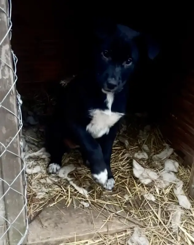 Собака Стрелочка ищет дом - Вся Беларусь - 233830 - Доска объявлений Kupika.by - Фото 7