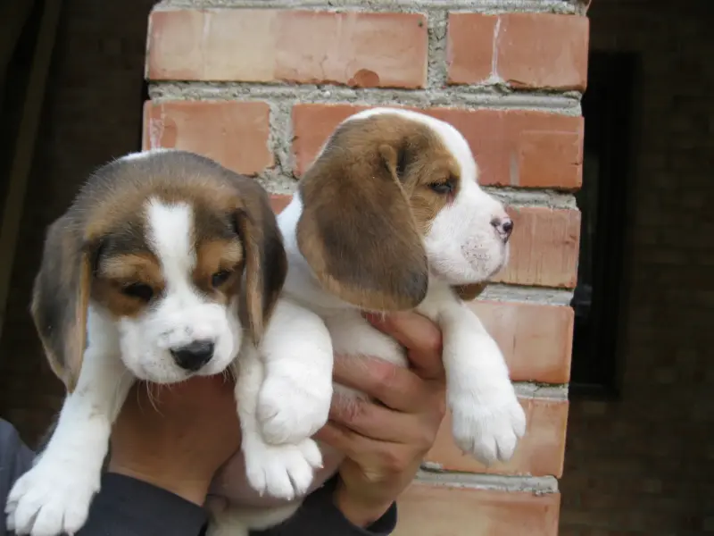 бигли - Городея - 234824 - Доска объявлений Kupika.by - Фото 4