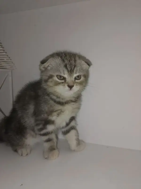 Шотландский вислоухий котёнок - Вся Беларусь - 235238 - Доска объявлений Kupika.by - Фото 2
