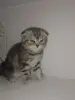 Шотландский вислоухий котёнок - Вся Беларусь - 235238 - Доска объявлений Kupika.by - Фото 2