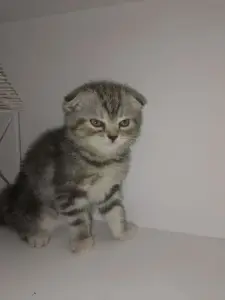 Шотландский вислоухий котёнок